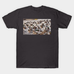 Mallard Duck Flock On The Pavement T-Shirt